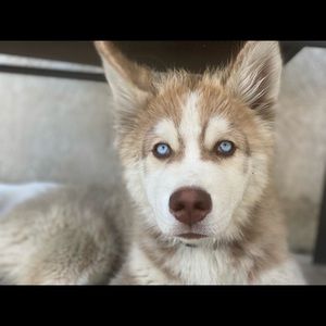 Meet your Posher, Jazmin